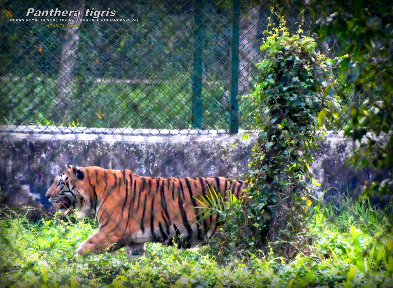 Excursion to Jharkhali Sundarbans